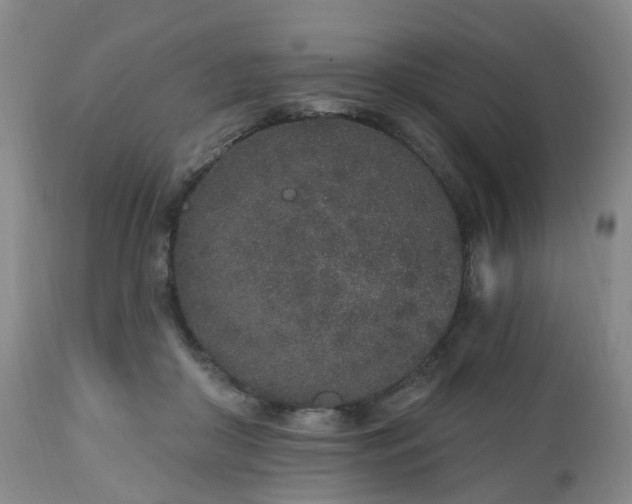 X0000112520410200908241450