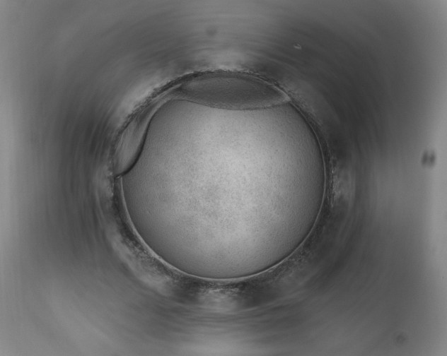 X0000112520680200908241445