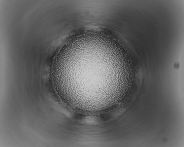 X0000112520708200908241445