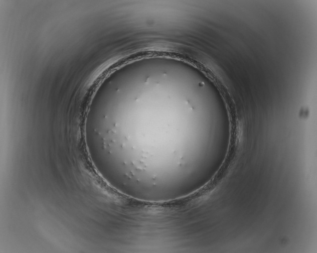 X0000112520829200908241442