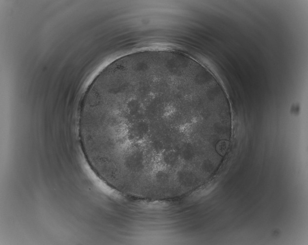 X0000112520851200908241443