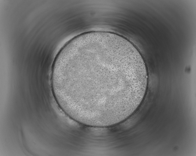 X0000112520856200908241443