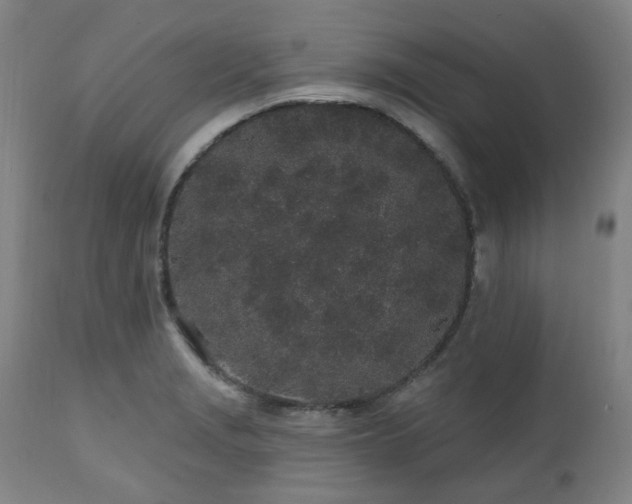 X0000112521229200908241436