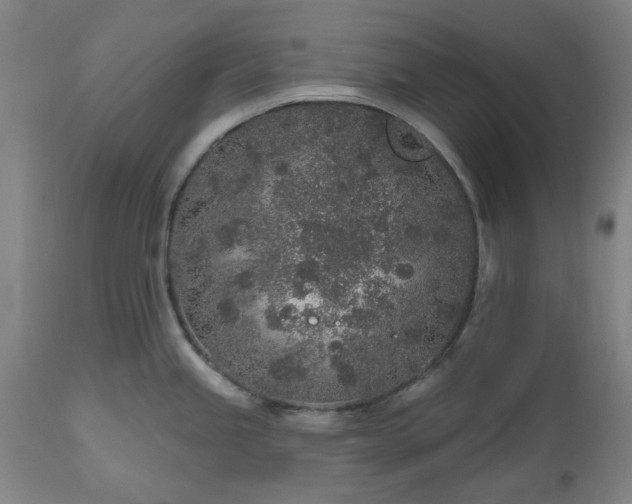 X0000112521245200908241437