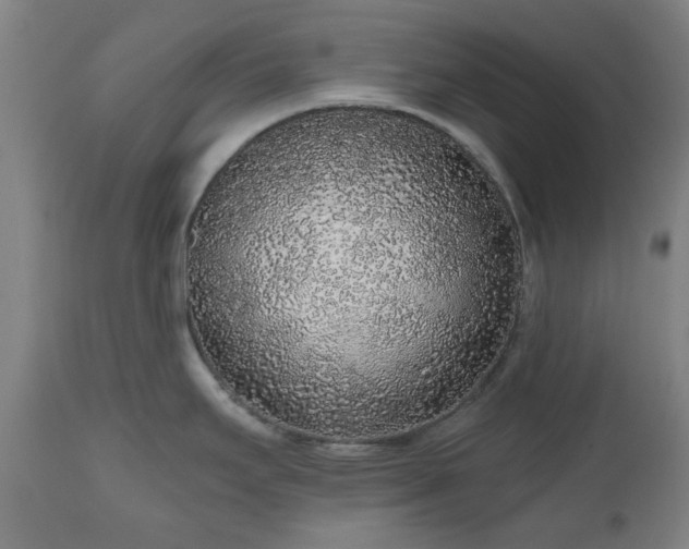 X0000112521295200908241435