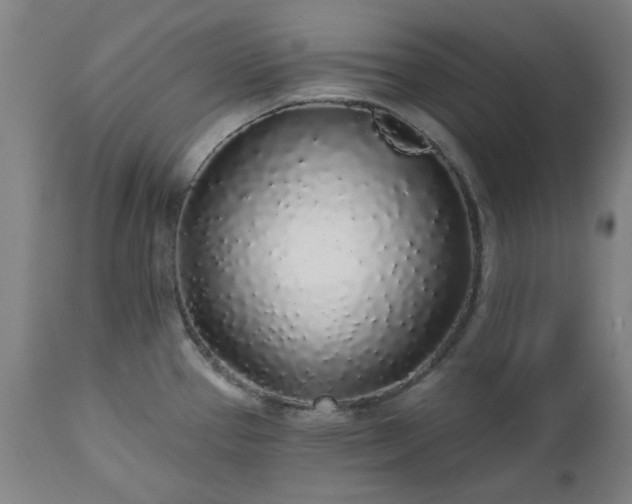 X0000112521337200908241435