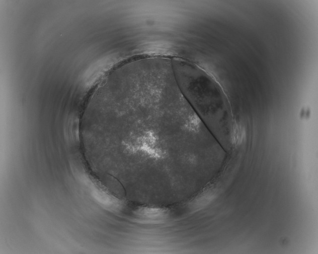 X0000112520205200908311405