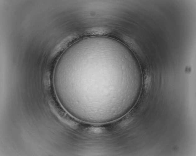 X0000112520254200908311404