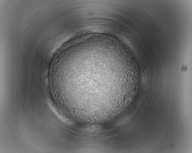X0000112520398200908311402