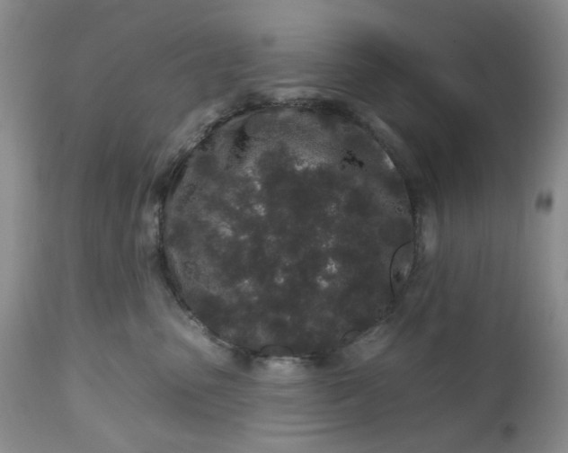 X0000112520475200908311402