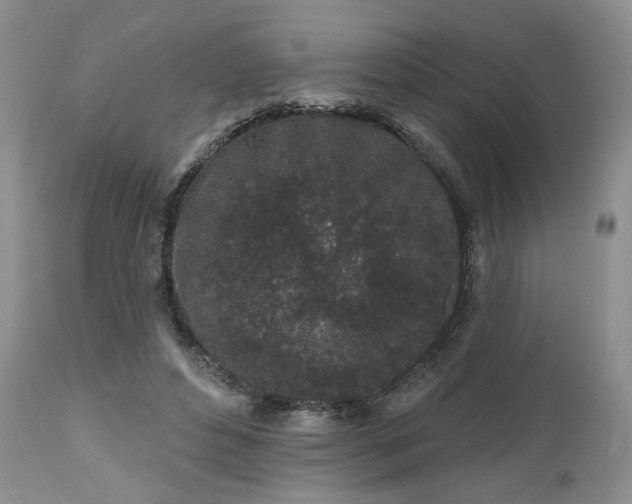 X0000112520496200908311401
