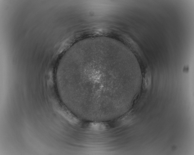 X0000112520520200908311400