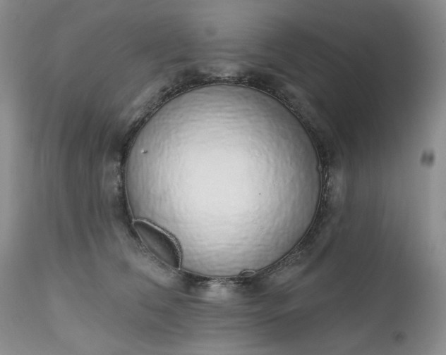 X0000112520612200908311359