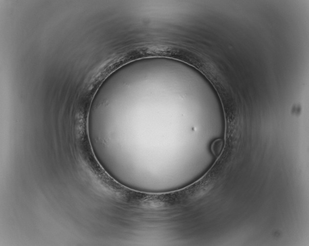 X0000112520648200908311358