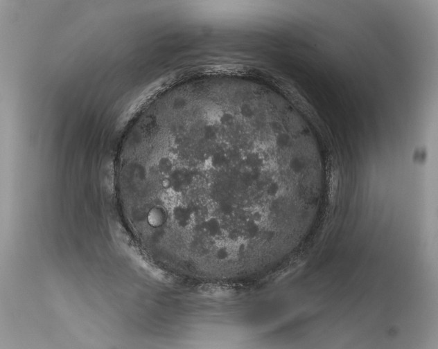 X0000112520729200908311357