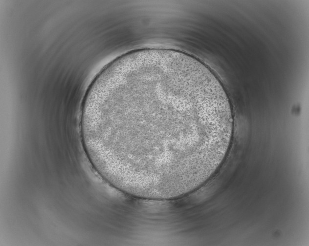 X0000112520856200908311356