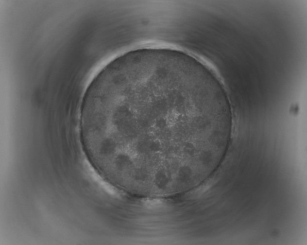 X0000112521231200908311350