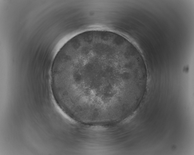 X0000112521239200908311350