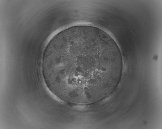 X0000112521245200908311350