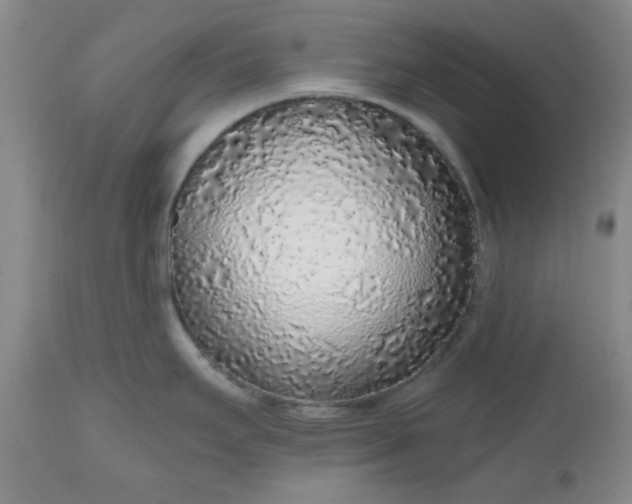 X0000112521295200908311348