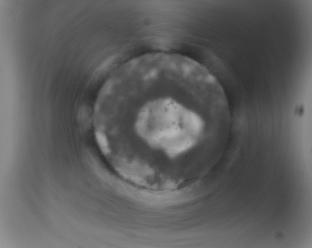 X0000112520043200909071344