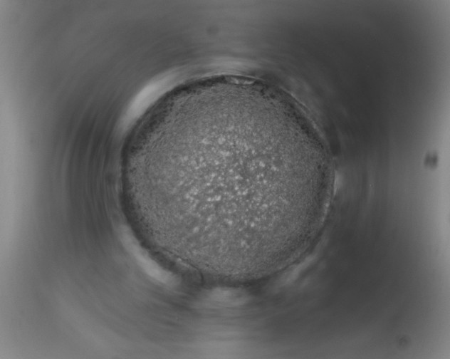 X0000112520101200909071343