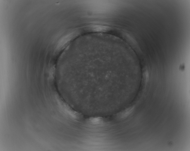 X0000112520325200909071340