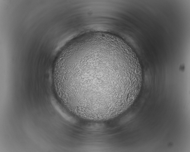 X0000112520398200909071339