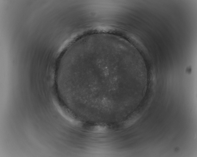 X0000112520496200909071337