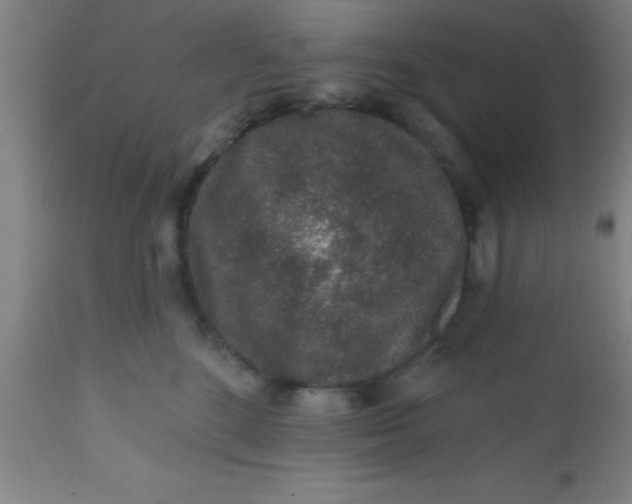 X0000112520520200909071336