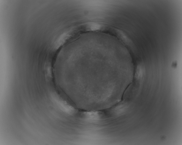 X0000112520524200909071336