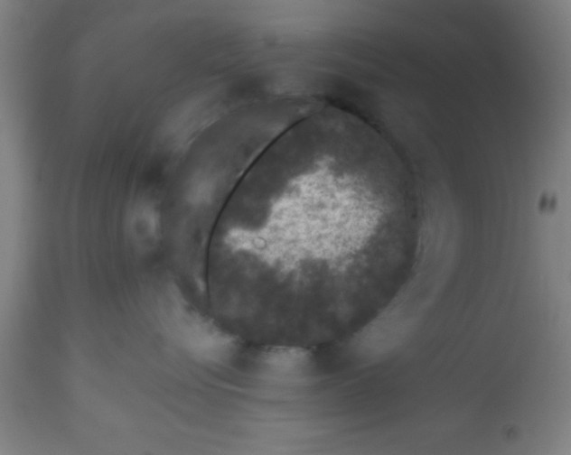 X0000112520576200909071336