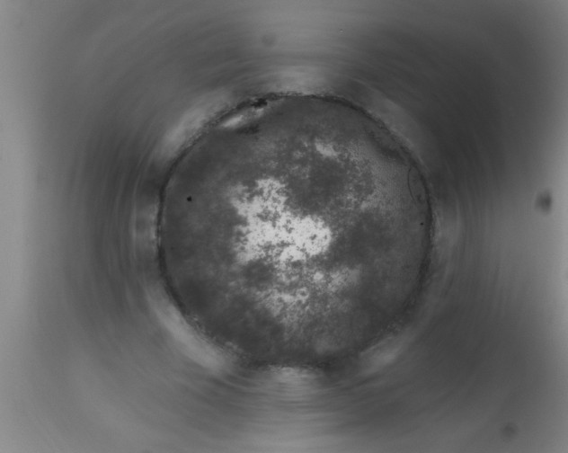 X0000112520585200909071335