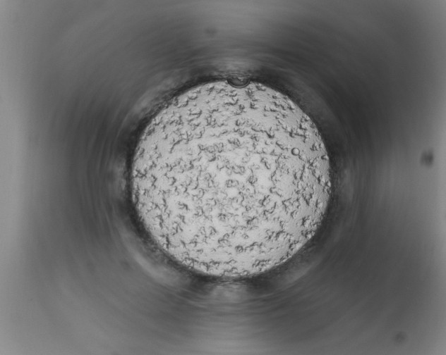 X0000112520599200909071335