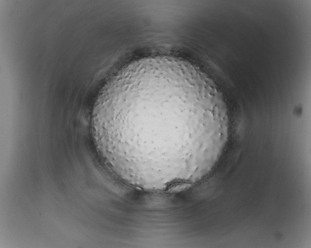 X0000112520661200909071334