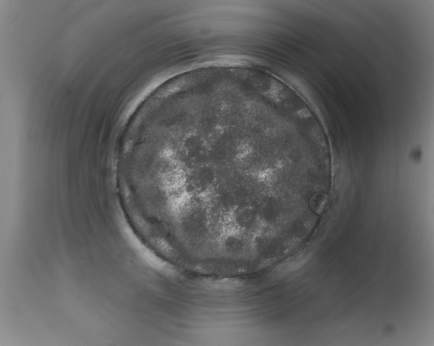 X0000112520851200909071331