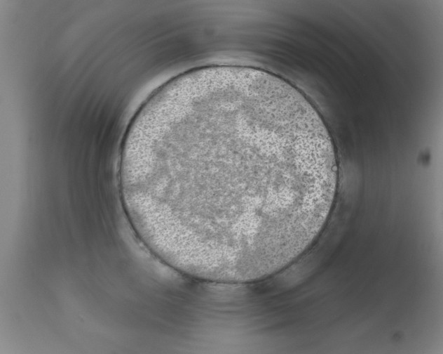 X0000112520856200909071331