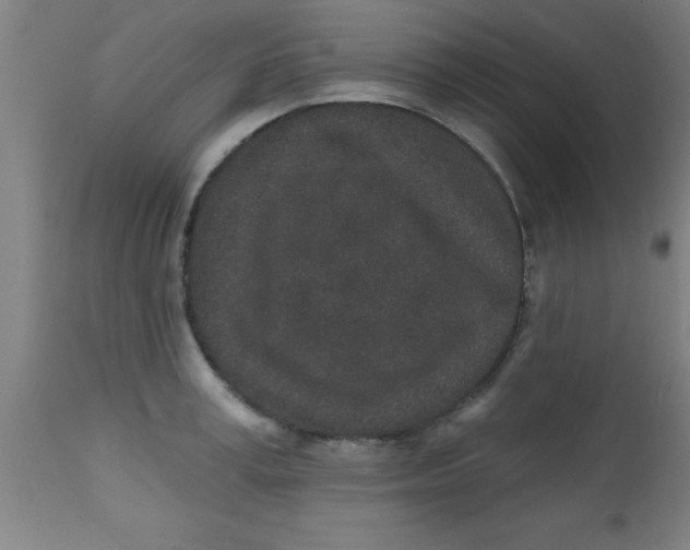 X0000112520995200909071329