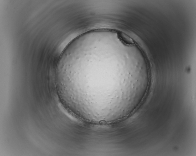 X0000112521337200909071324