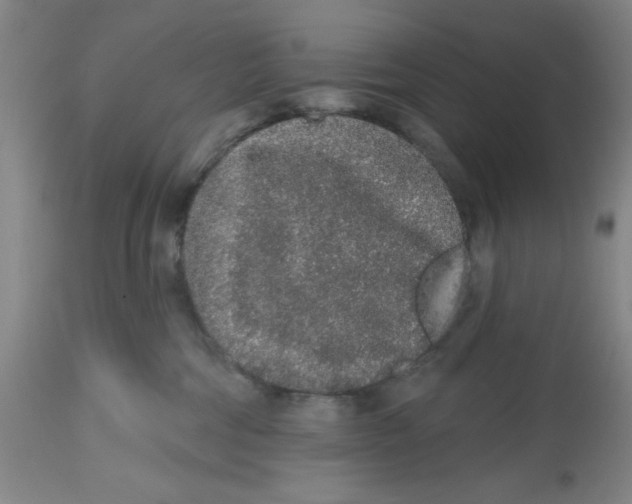 X0000112520330200909141229