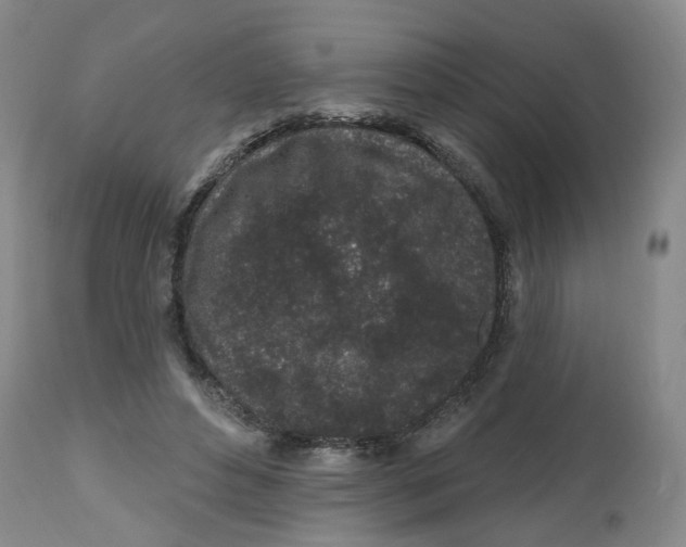 X0000112520496200909141226