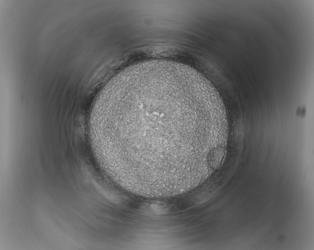 X0000112520506200909141226