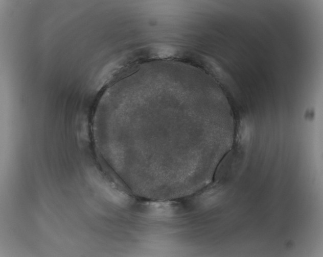 X0000112520524200909141226