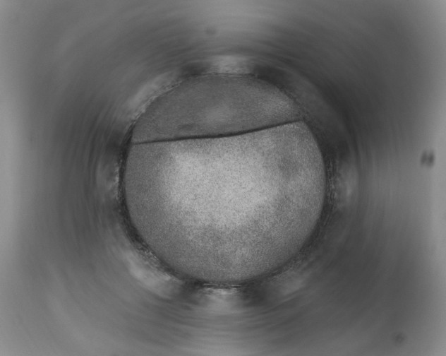 X0000112520552200909141225