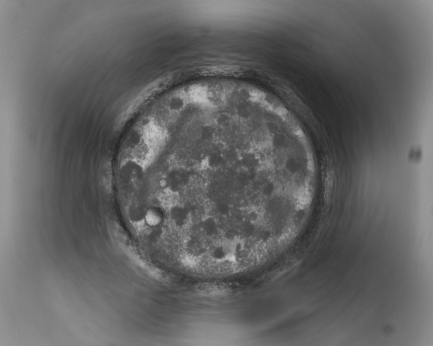 X0000112520729200909141222