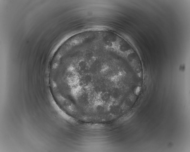 X0000112520851200909141221
