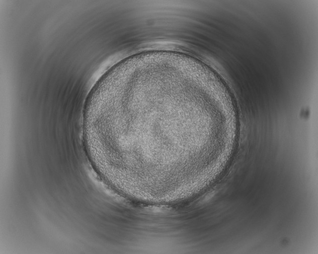 X0000112520994200909141219