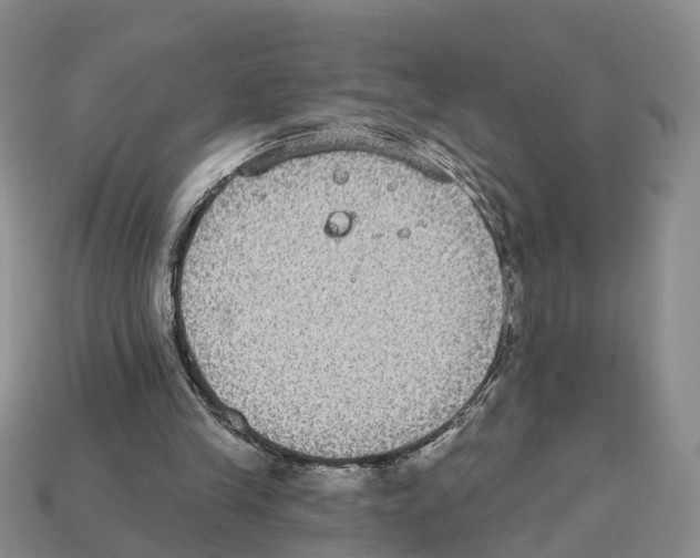 X0000112520245200909281023