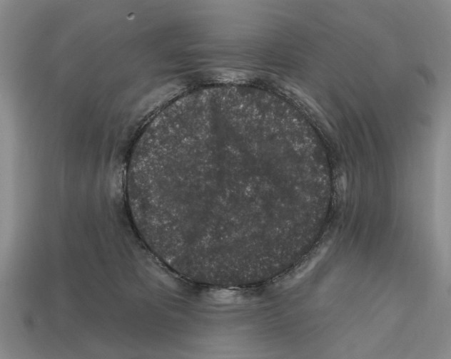 X0000112520325200909281022