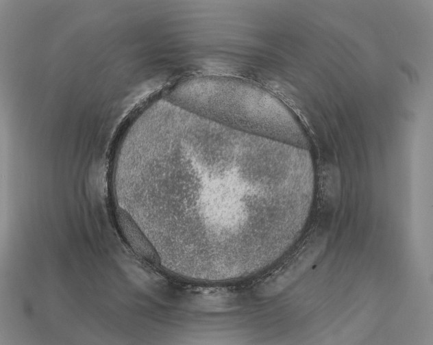 X0000112520395200909281021